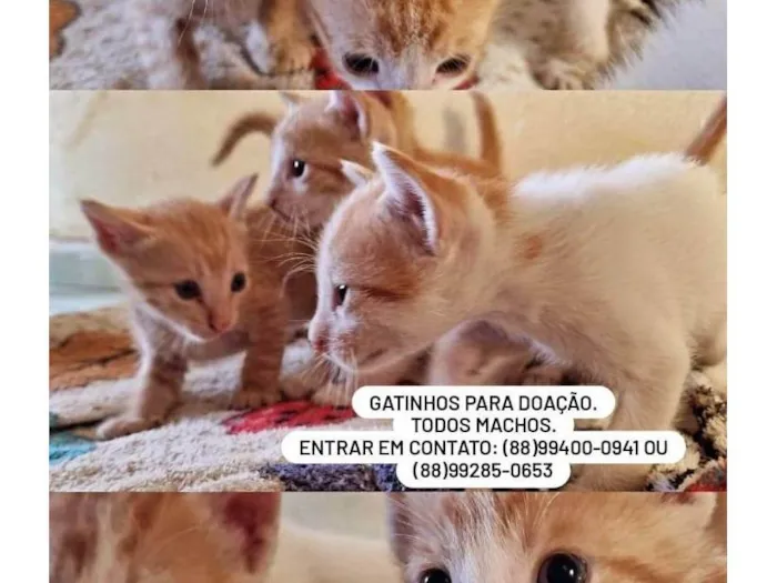 Gato ra a SRD-ViraLata idade Abaixo de 2 meses nome Os 3 gatinhos