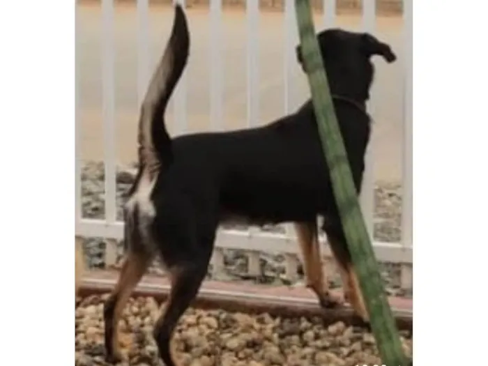 Cachorro ra a SRD-ViraLata idade 2 anos nome Thor 