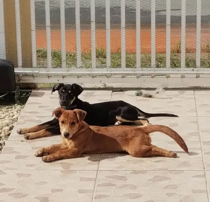Cachorro ra a SRD-ViraLata idade 2 anos nome Biscoito 