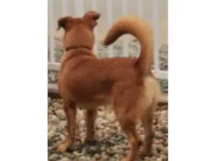 Cachorro ra a SRD-ViraLata idade 2 anos nome Biscoito 