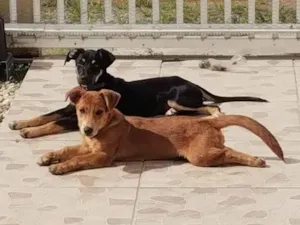 Cachorro raça SRD-ViraLata idade 2 anos nome Thor 