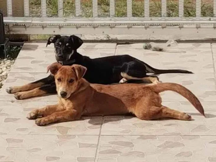 Cachorro ra a SRD-ViraLata idade 2 anos nome Thor 