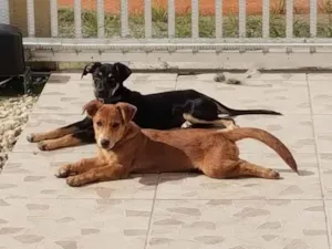 Cachorro raça SRD-ViraLata idade 2 anos nome Biscoito 
