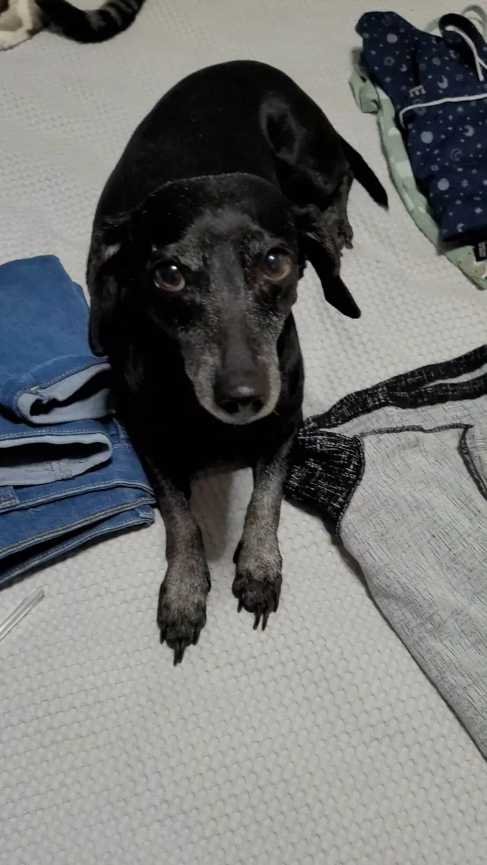 Cachorro ra a SRD-ViraLata idade 7 a 11 meses nome Estopa