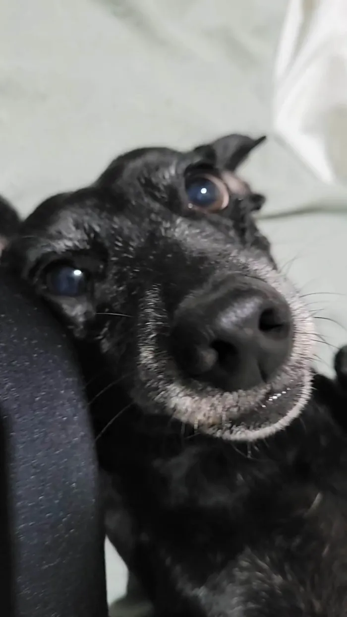 Cachorro ra a SRD-ViraLata idade 7 a 11 meses nome Estopa