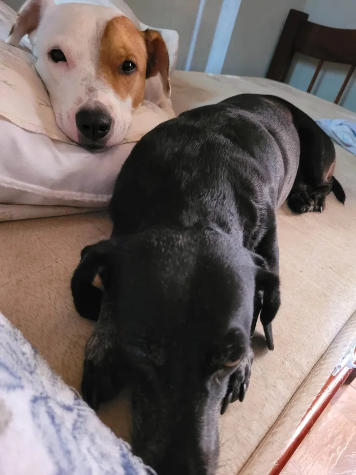Cachorro ra a SRD-ViraLata idade 7 a 11 meses nome Estopa