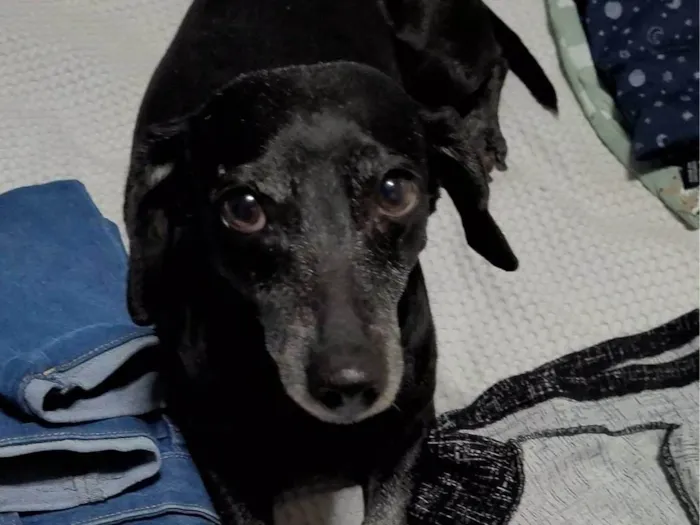 Cachorro ra a SRD-ViraLata idade 7 a 11 meses nome Estopa