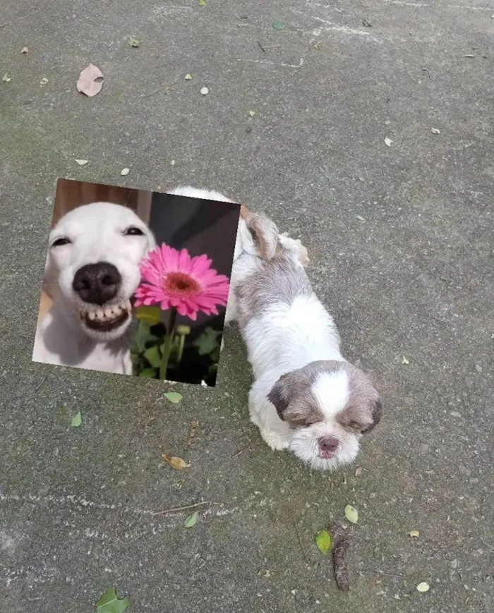 Cachorro ra a Shitzu idade 2 anos nome Snoop
