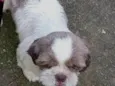 Snoop