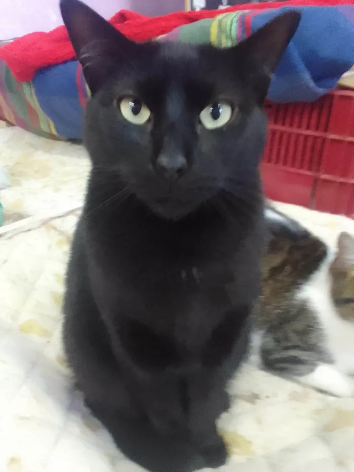 Gato ra a SRD-ViraLata idade 1 ano nome Banguela e Sininho 