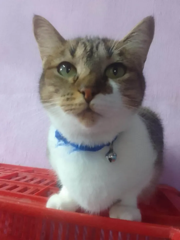 Gato ra a SRD-ViraLata idade 1 ano nome Banguela e Sininho 