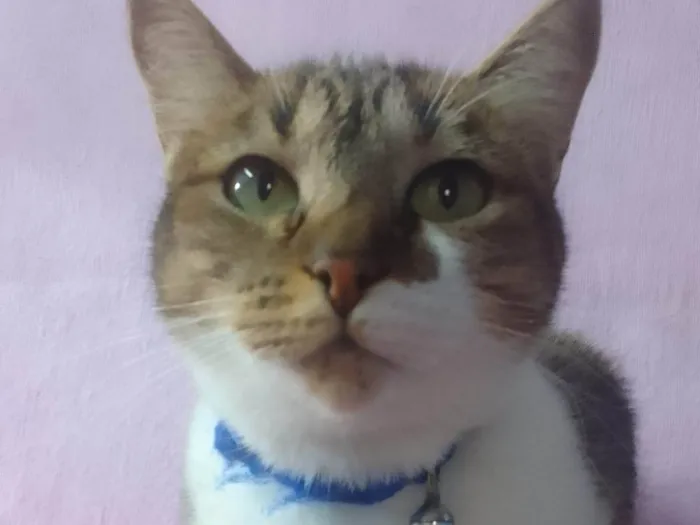 Gato ra a SRD-ViraLata idade 1 ano nome Banguela e Sininho 