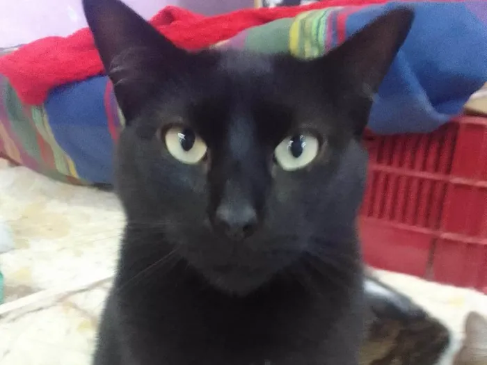 Gato ra a SRD-ViraLata idade 1 ano nome Banguela e Sininho 