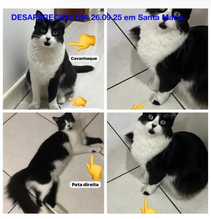 Gato ra a SRD-ViraLata idade 4 anos nome Penélope 