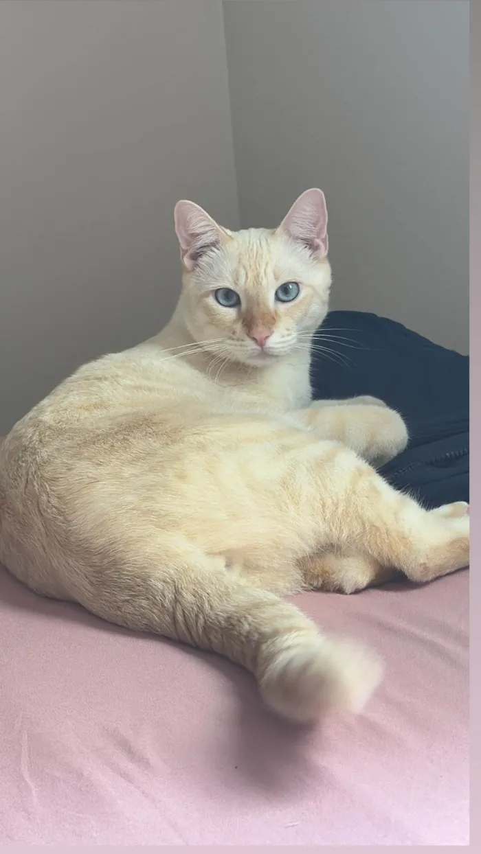Gato ra a SRD-ViraLata idade 2 anos nome Jack 