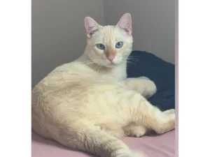 Gato raça SRD-ViraLata idade 2 anos nome Jack 