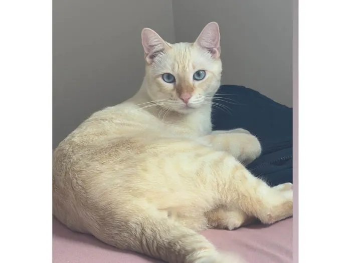 Gato ra a SRD-ViraLata idade 2 anos nome Jack 