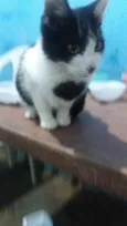 Manfredd para adoção