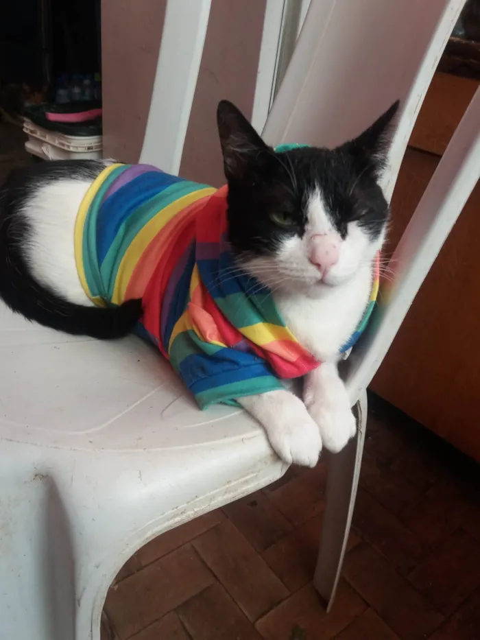Gato ra a SRD-ViraLata idade 3 anos nome Louíse Frutillyy