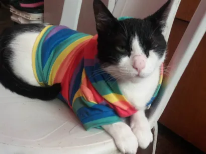Gato raça SRD-ViraLata idade 3 anos nome Louíse Frutillyy