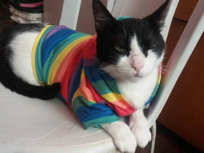 Gato ra a SRD-ViraLata idade 3 anos nome Louíse Frutillyy