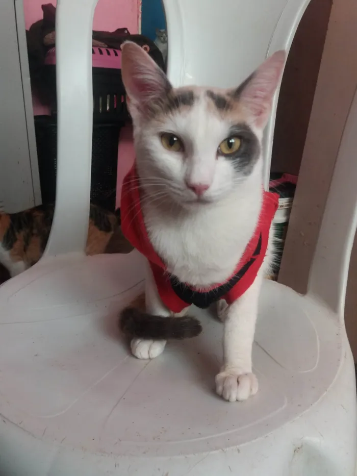 Gato ra a SRD-ViraLata idade 7 a 11 meses nome Linda Britinheyy