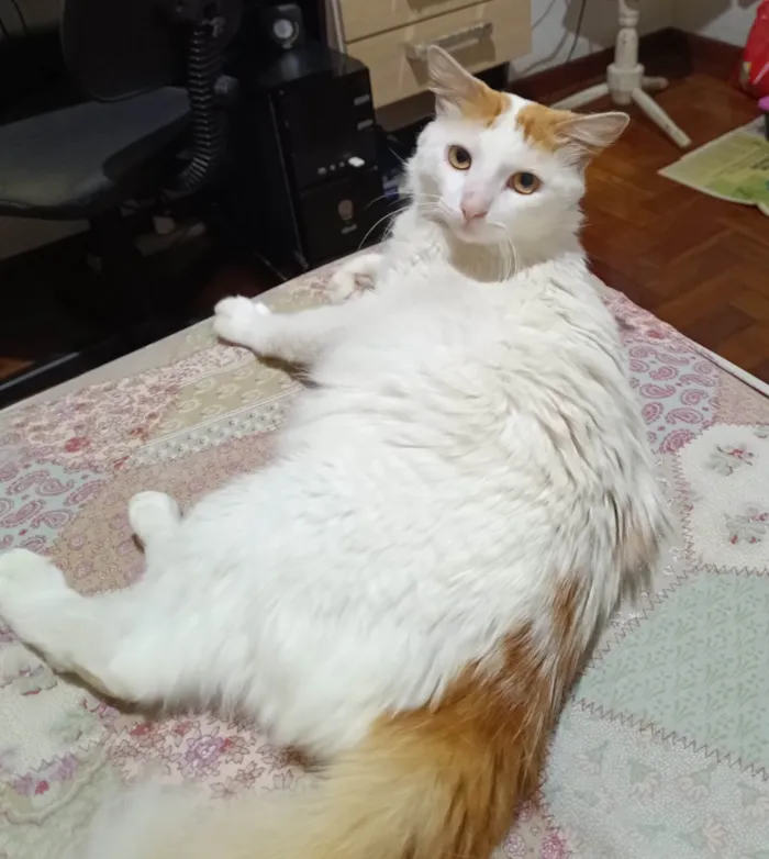Gato ra a SRD-ViraLata idade 2 anos nome Ziggy