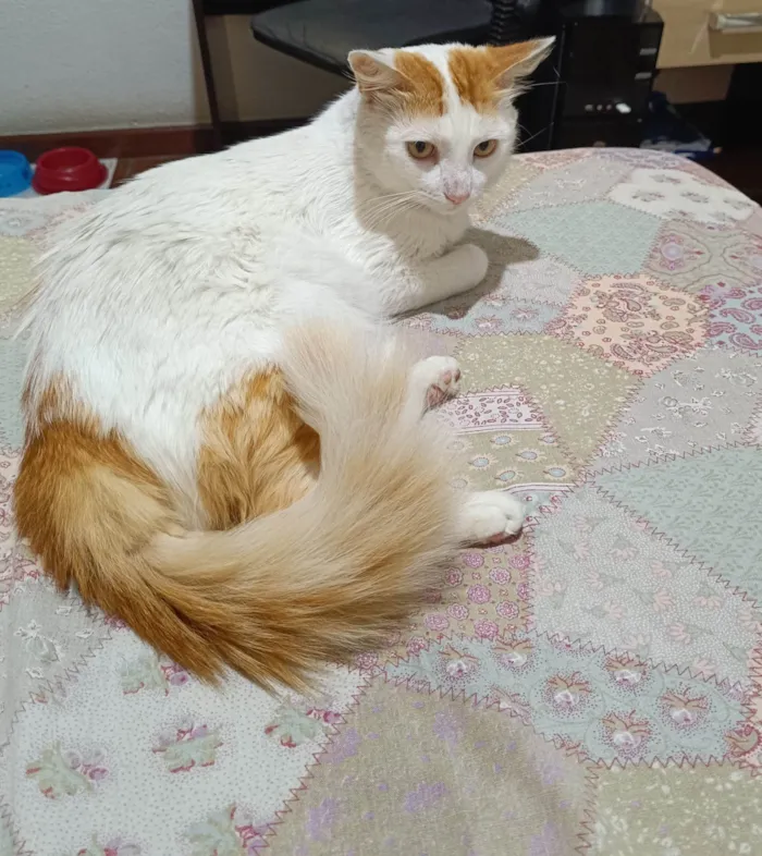 Gato ra a SRD-ViraLata idade 2 anos nome Ziggy