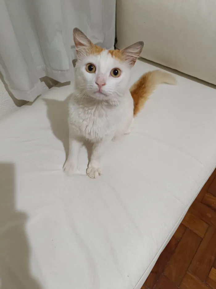 Gato ra a SRD-ViraLata idade 2 anos nome Ziggy