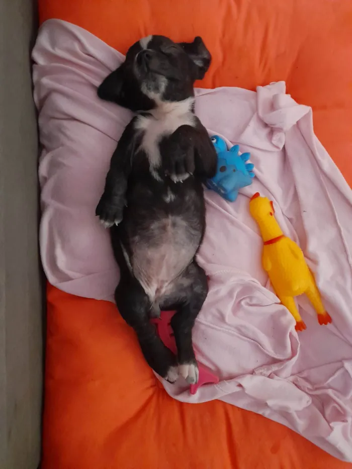 Cachorro ra a SRD-ViraLata idade 2 a 6 meses nome Lili