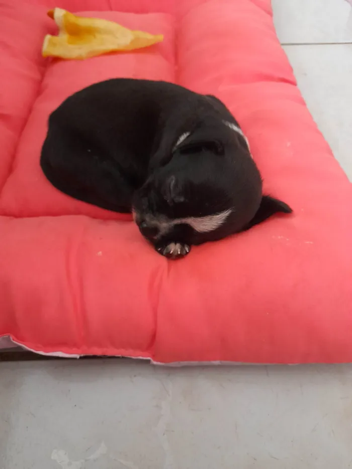 Cachorro ra a SRD-ViraLata idade 2 a 6 meses nome Lili