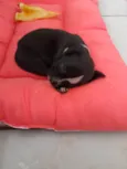 Lili