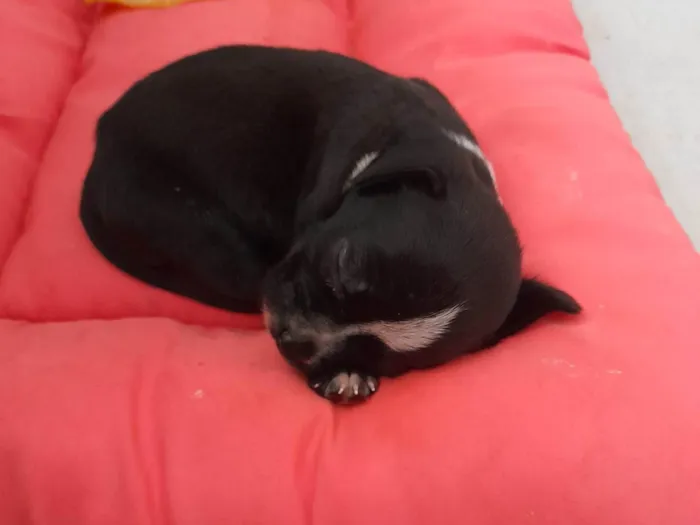 Cachorro ra a SRD-ViraLata idade 2 a 6 meses nome Lili
