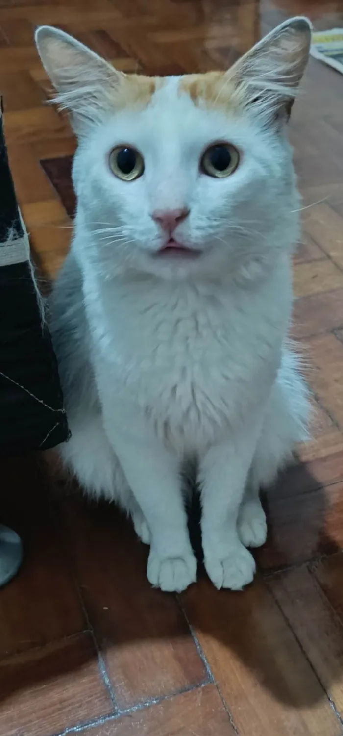 Gato ra a SRD-ViraLata idade 2 anos nome Ziggy
