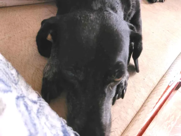 Cachorro ra a SRD-ViraLata idade 7 a 11 meses nome Estopa