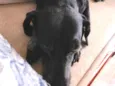 Estopa