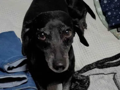 Cachorro raça SRD-ViraLata idade 7 a 11 meses nome Estopa