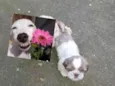 Snoop