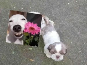 Cachorro raça Shitzu idade 2 anos nome Snoop