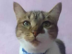 Gato raça SRD-ViraLata idade 1 ano nome Banguela e Sininho 
