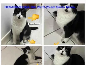Gato raça SRD-ViraLata idade 4 anos nome Penélope 