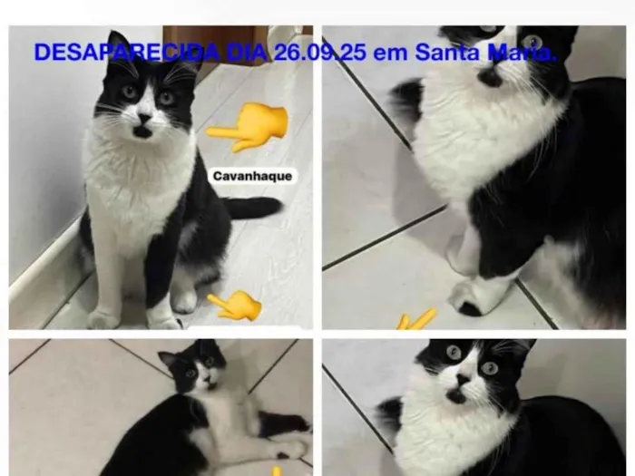 Gato ra a SRD-ViraLata idade 4 anos nome Penélope 