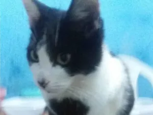 Gato raça SRD-ViraLata idade 7 a 11 meses nome Manfredd para adoção