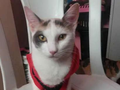 Gato raça SRD-ViraLata idade 1 ano nome Britney Jenniffer