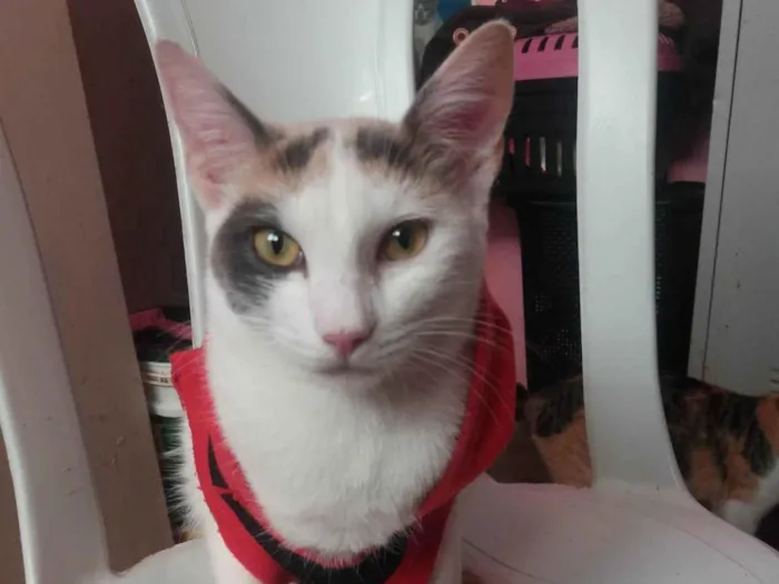 Gato ra a SRD-ViraLata idade 7 a 11 meses nome Linda Britinheyy