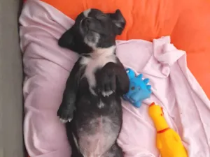 Cachorro raça SRD-ViraLata idade 2 a 6 meses nome Lili