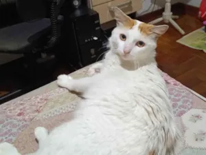 Gato raça SRD-ViraLata idade 2 anos nome Ziggy