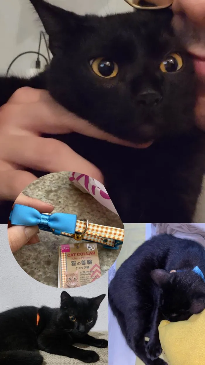 Gato ra a SRD-ViraLata idade 7 a 11 meses nome Banguela