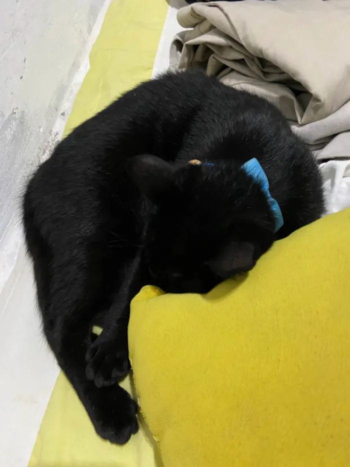 Gato ra a SRD-ViraLata idade 7 a 11 meses nome Banguela
