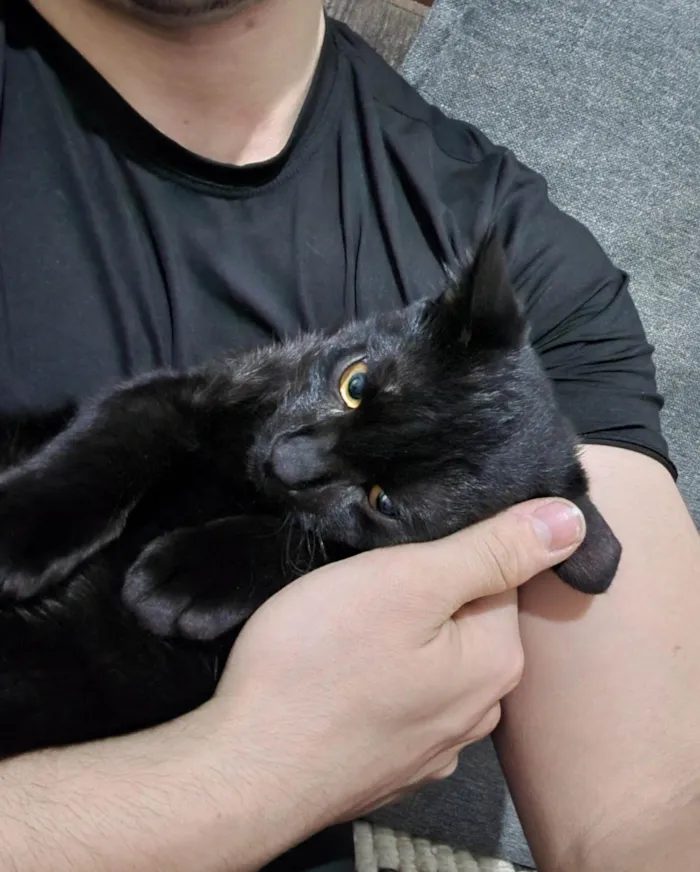 Gato ra a SRD-ViraLata idade 7 a 11 meses nome Banguela